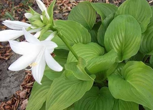 cvety-hosta-43731de515445ab0e.jpg