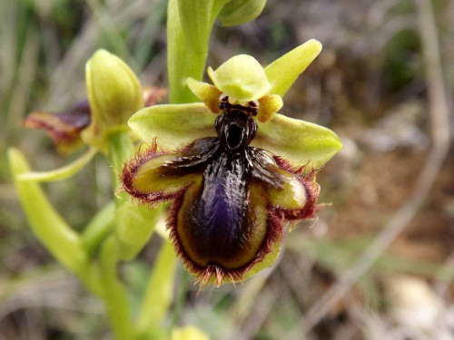 Орхидея Ophrys Vernixia 1024x768 (1)