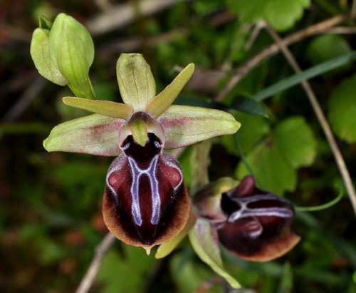 Ophrys mammosa Desf. 784 7