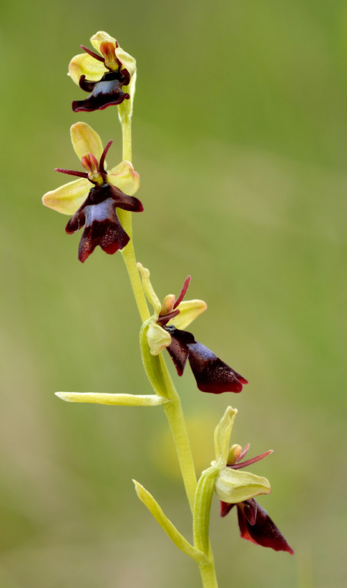 Ophrys insectifera Kärbesõis Niitvälja 1 (2)