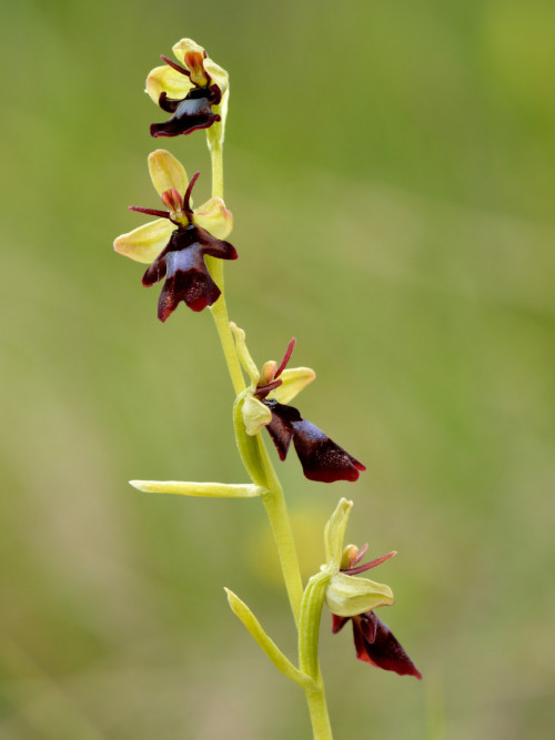 Ophrys insectifera Kärbesõis Niitvälja 1