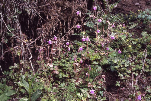 Aquilegia-ecalcarata-1f4f125226bb4aceb.jpg