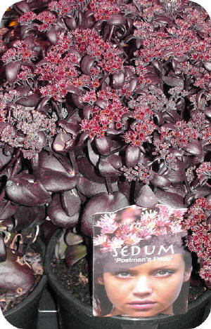 Sedum20353eb526728e3162a.jpg