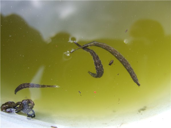 Личинки в воде с хвостиками фото