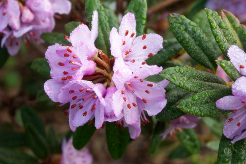 Rhododendron hippophaeoides var. hippophaeoides