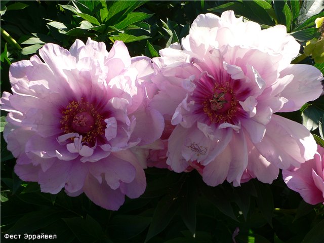 Пион Кэролайн констебль Paeonia Caroline Constabel